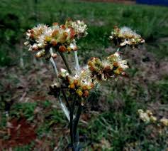 Attēlu rezultāti vaicājumam “Gnaphalium sylvaticum flower”