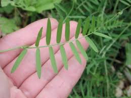 Attēlu rezultāti vaicājumam “Vicia cracca leaf”