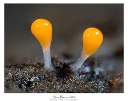 Attēlu rezultāti vaicājumam “Stemonitis pallida stalked”