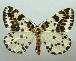 Attēlu rezultāti vaicājumam “Abraxas grossulariata”