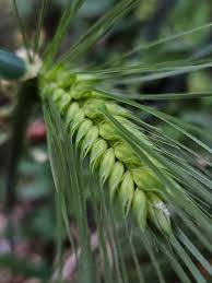 Attēlu rezultāti vaicājumam “Hordeum vulgare fruit”
