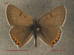 Attēlu rezultāti vaicājumam “Lycaeniinae”