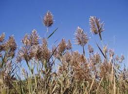 Attēlu rezultāti vaicājumam “Phragmites communis flower”