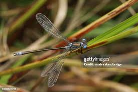 Attēlu rezultāti vaicājumam “Lestes dryas male”