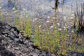 Attēlu rezultāti vaicājumam “Lobelia dortmanna leaf”
