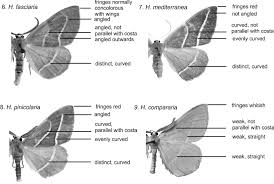 Attēlu rezultāti vaicājumam “Hylaea fasciaria”