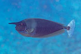 Image result for Naso unicornis