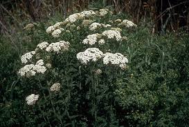 Attēlu rezultāti vaicājumam “Achillea millefolium bud”