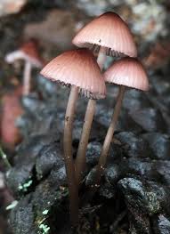 Attēlu rezultāti vaicājumam “Mycena purpureofusca”