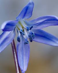 Attēlu rezultāti vaicājumam “Scilla siberica bud”