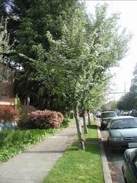 Attēlu rezultāti vaicājumam “Crataegus laevigata”