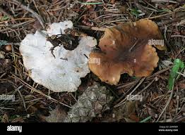 Attēlu rezultāti vaicājumam “Polyporus melanopus”