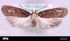 Attēlu rezultāti vaicājumam “Depressaria olerella”