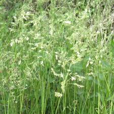 Attēlu rezultāti vaicājumam “Poa pratensis”