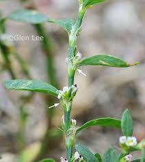 Attēlu rezultāti vaicājumam “Polygonum aviculare leaf”