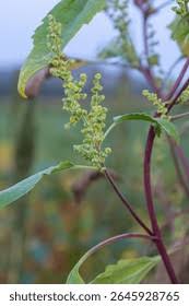 Attēlu rezultāti vaicājumam “Chenopodium acerifolium flower”