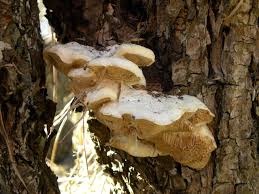 Attēlu rezultāti vaicājumam “Trametes suaveolens”