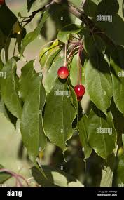 Attēlu rezultāti vaicājumam “Malus baccata fruit”
