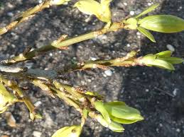 Attēlu rezultāti vaicājumam “Forsythia viridissima flower”