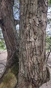 Attēlu rezultāti vaicājumam “Malus sylvestris”