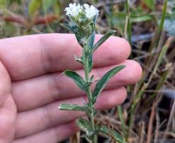 Attēlu rezultāti vaicājumam “Berteroa incana flower”