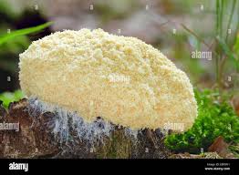 Attēlu rezultāti vaicājumam “Fuligo cinerea macro”