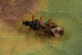 Attēlu rezultāti vaicājumam “Anthocoris nemorum”