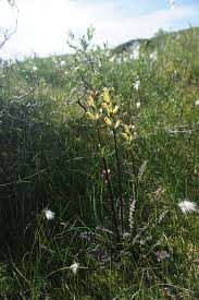 Attēlu rezultāti vaicājumam “Pedicularis sceptrum-carolinum leaf”