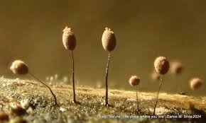 Attēlu rezultāti vaicājumam “Comatricha alta young”