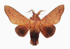 Attēlu rezultāti vaicājumam “Lasiocampidae”