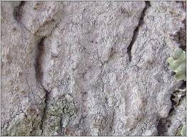 Attēlu rezultāti vaicājumam “Phlyctis agelaea”