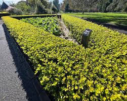 Attēlu rezultāti vaicājumam “Buxus sempervirens flower”