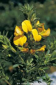 Attēlu rezultāti vaicājumam “Ononis arvensis leaf”