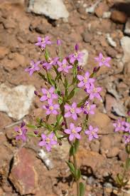 Attēlu rezultāti vaicājumam “Centaurium erythraea bud”
