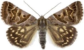 Attēlu rezultāti vaicājumam “Callistege mi”