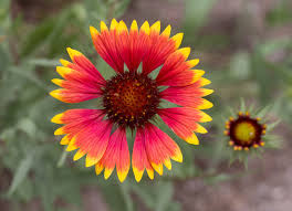 Image result for Gaillardia amblyodon