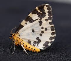 Attēlu rezultāti vaicājumam “Abraxas grossulariata”