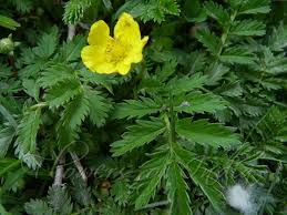 Image result for Potentilla anserina