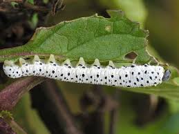 Attēlu rezultāti vaicājumam “Tenthredo scrophulariae larva”