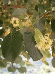 Attēlu rezultāti vaicājumam “Tilia cordata flower”