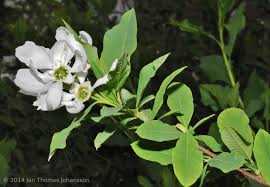 Attēlu rezultāti vaicājumam “Exochorda giraldii var. wilsonii”