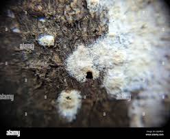 Attēlu rezultāti vaicājumam “Coniophora puteana”