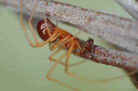 Attēlu rezultāti vaicājumam “Neottiura bimaculata”