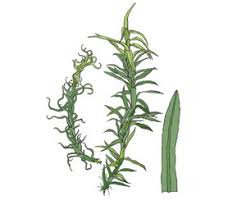 Attēlu rezultāti vaicājumam “Timmia megapolitana”