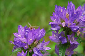 Attēlu rezultāti vaicājumam “Campanula glomerata leaf”
