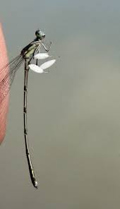 Attēlu rezultāti vaicājumam “Platycnemis pennipes male”