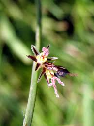 Attēlu rezultāti vaicājumam “Juncus balticus”