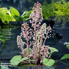 Attēlu rezultāti vaicājumam “Petasites hybridus”