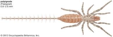 Attēlu rezultāti vaicājumam “Arachnida”