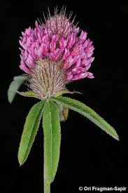 Attēlu rezultāti vaicājumam “Trifolium alpestre”